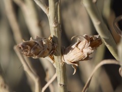 Rhopalomyia ericameriae