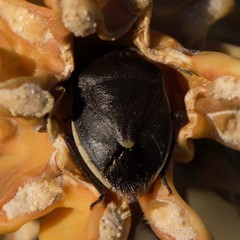 Chlorochroa opuntiae