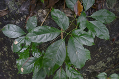Tetrastigma thorsborneorum