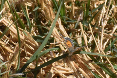 Phyciodes phaon phaon