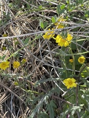 Senecio californicus