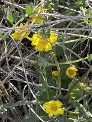 Senecio californicus