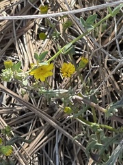 Senecio californicus