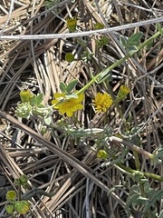 Senecio californicus