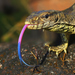 Reptiles - Photo (c) Dr Caesar Sengupta, some rights reserved (CC BY-NC), uploaded by Dr Caesar Sengupta