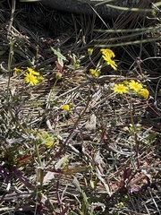 Senecio californicus