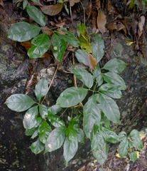 Tetrastigma thorsborneorum