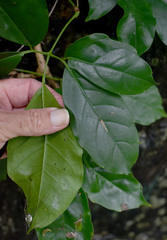 Tetrastigma thorsborneorum