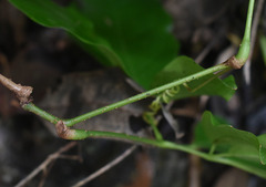 Tetrastigma thorsborneorum