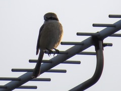 Lanius bucephalus