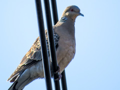 Streptopelia orientalis