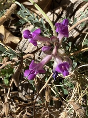 Astragalus zionis
