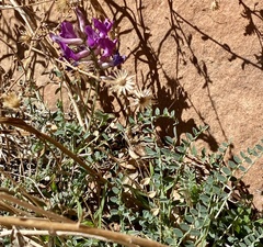 Astragalus zionis