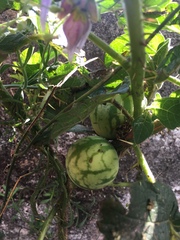 Solanum palinacanthum