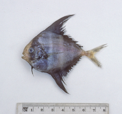 Parastromateus niger
