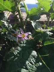 Solanum palinacanthum