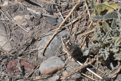 Pyrgus scriptura apertorum