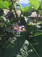 Solanum palinacanthum