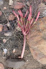 Brunsvigia striata