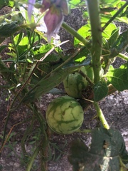 Solanum palinacanthum