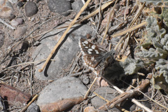 Pyrgus scriptura apertorum