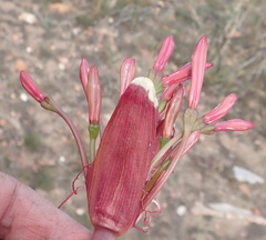 Brunsvigia striata