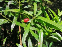 Podocarpus fasciculus