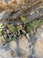 Myriopteris intertexta