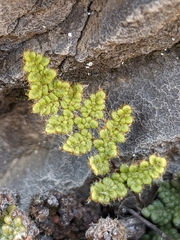 Myriopteris intertexta