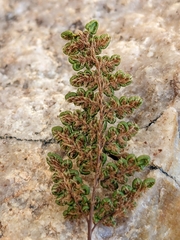 Myriopteris intertexta