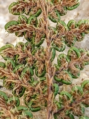 Myriopteris intertexta