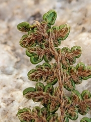 Myriopteris intertexta