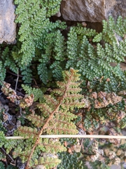 Myriopteris intertexta