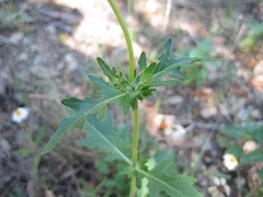 Tetragonotheca texana