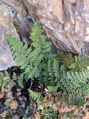 Myriopteris intertexta