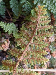 Myriopteris intertexta