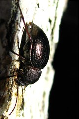 Meracantha contracta