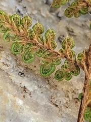 Myriopteris intertexta