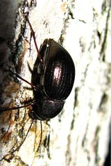 Meracantha contracta