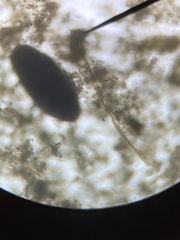 Bacillaria paxillifera