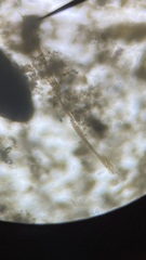 Bacillaria paxillifera