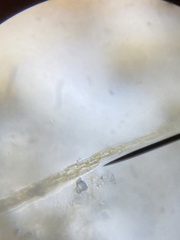 Bacillaria paxillifera