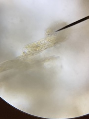 Bacillaria paxillifera