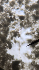 Bacillaria paxillifera