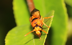 Anterhynchium nigrocinctum