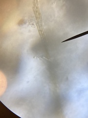 Bacillaria paxillifera