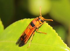 Anterhynchium nigrocinctum