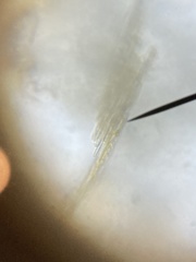 Bacillaria paxillifera