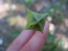 Tetragonotheca texana