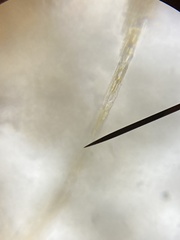 Bacillaria paxillifera